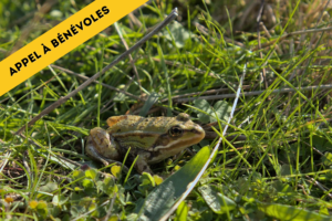 Lire la suite à propos de l’article Appel bénévoles – protection des amphibiens